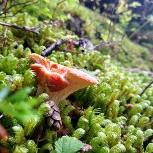 Meet your Posher, Magnus.